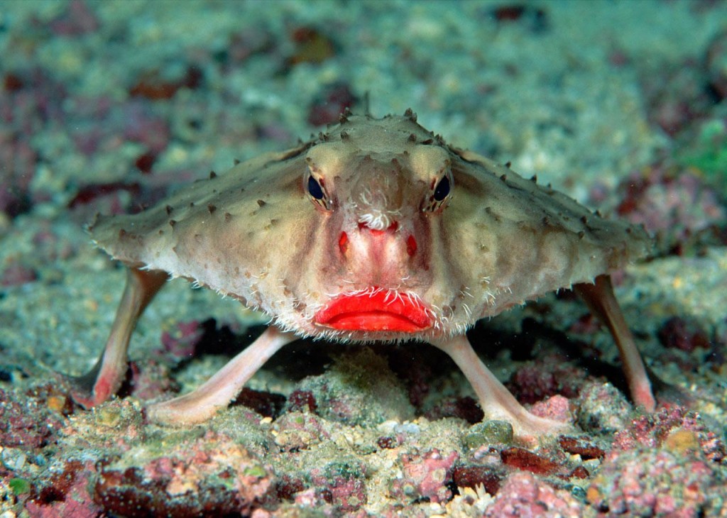 RosyLippedBatfish